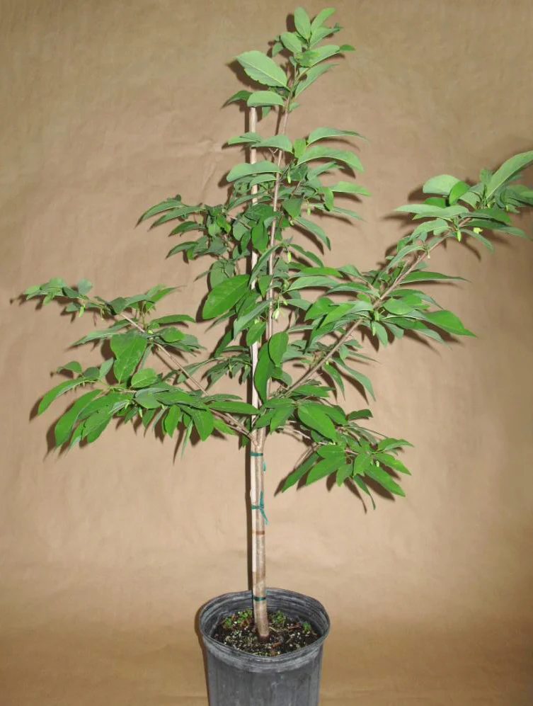 Sugar Apple Tree ‘Thai Lessard’ (Annona squamosa) - Image 2