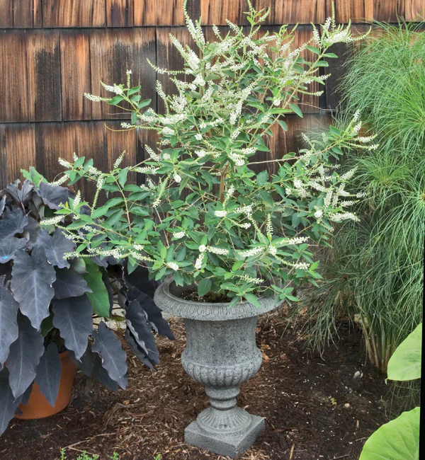 Sweet Almond Verbena (Aloysia virgata)