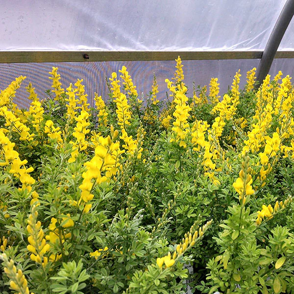 Sweet Broom (Genista stenopetala)