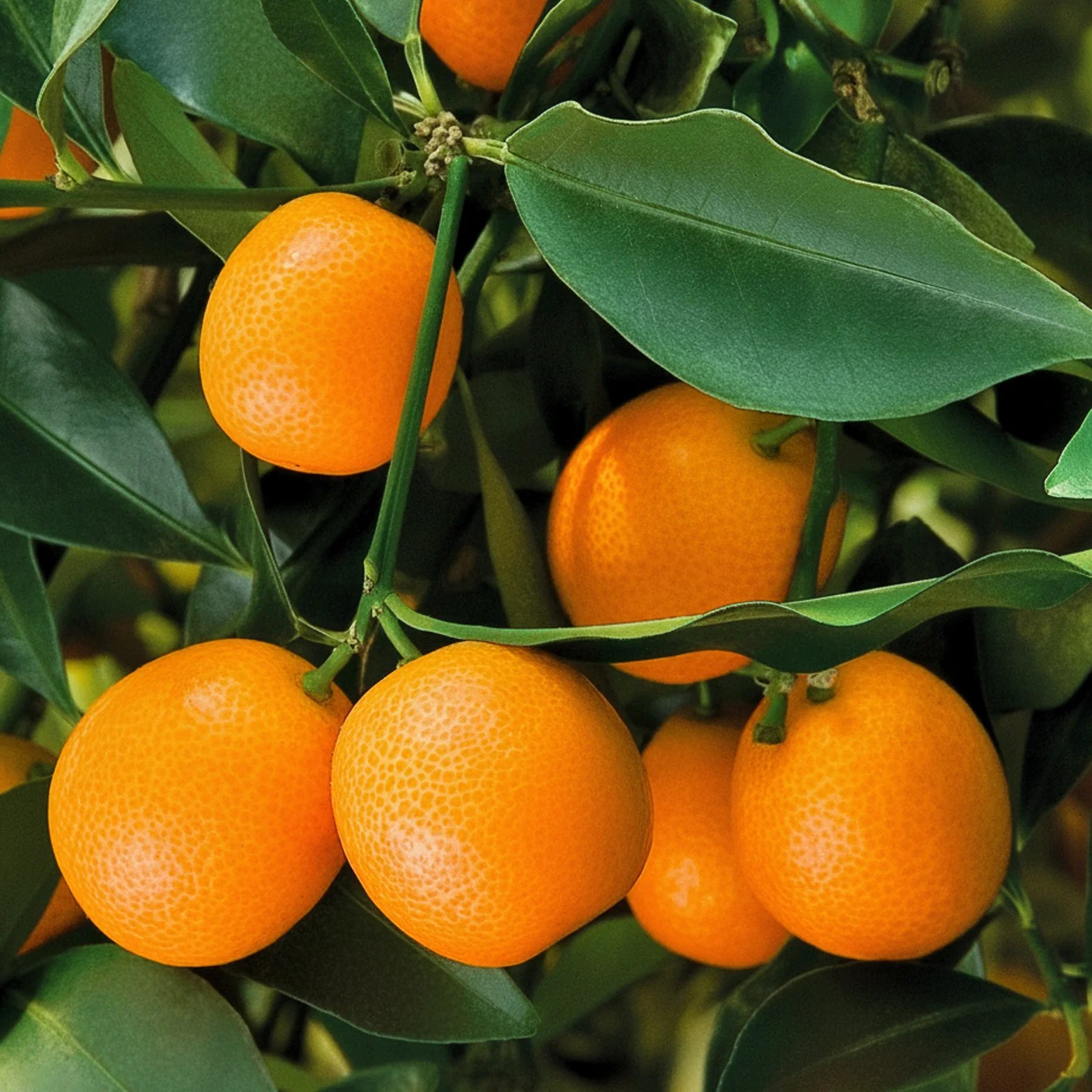 Sweet Kumquat Tree ‘Meiwa’ (Fortunella crassifolia)