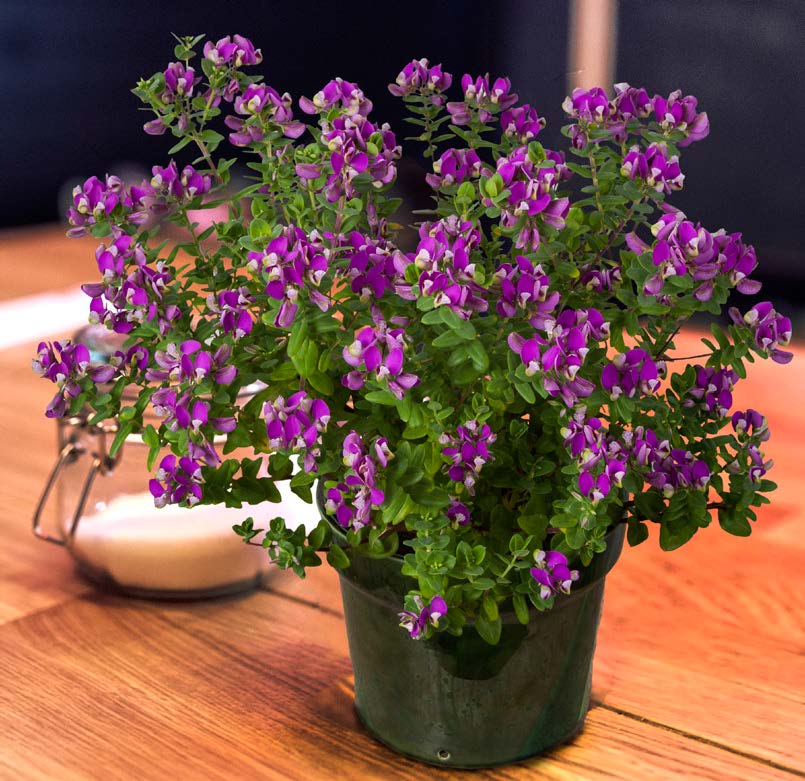 Sweet Pea Shrub ‘Petite Butterfly’ (Polygala fruticosa) - Image 2