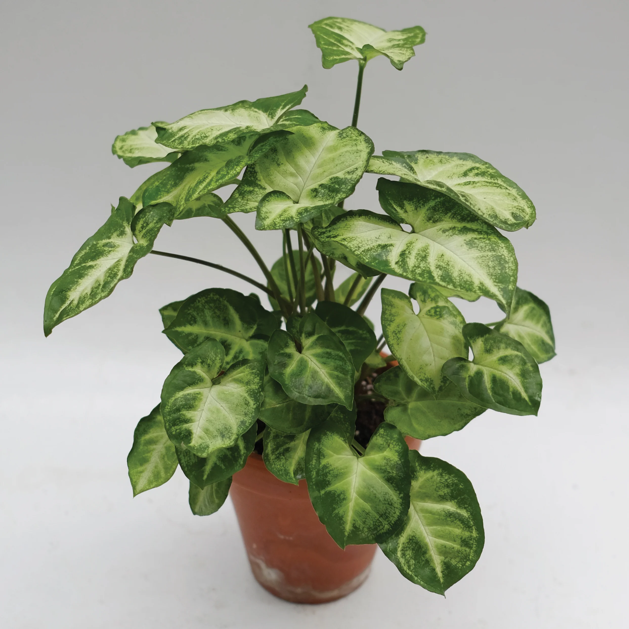 Syngonium ‘Pixie’ (Syngonium podophyllum)
