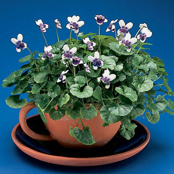 Tasmanian Violet (Viola banksii)