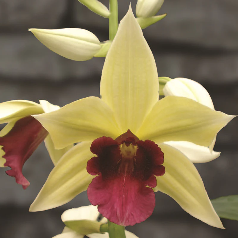 Terrestrial Orchid ‘George’s Gold’ (Phaius microburst)