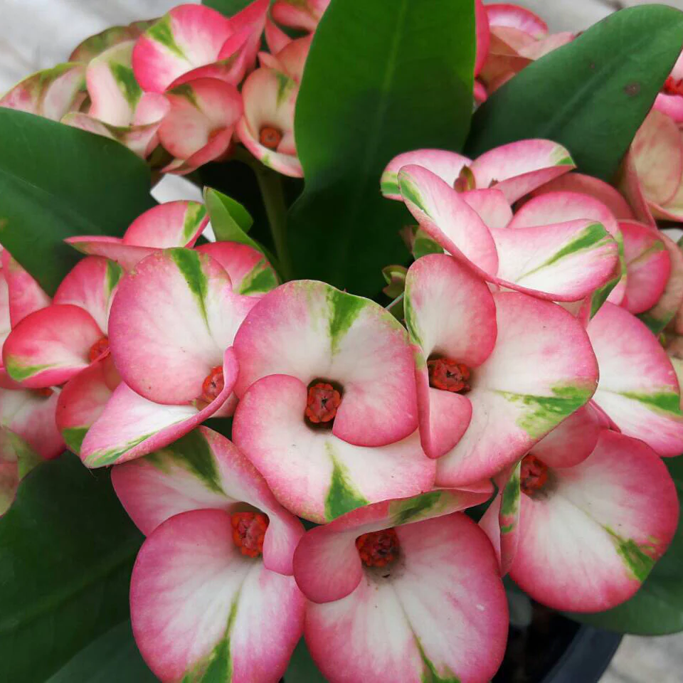 Thai Giant Euphorbia ‘7 Diamonds’ (Euphorbia milii hybrid)