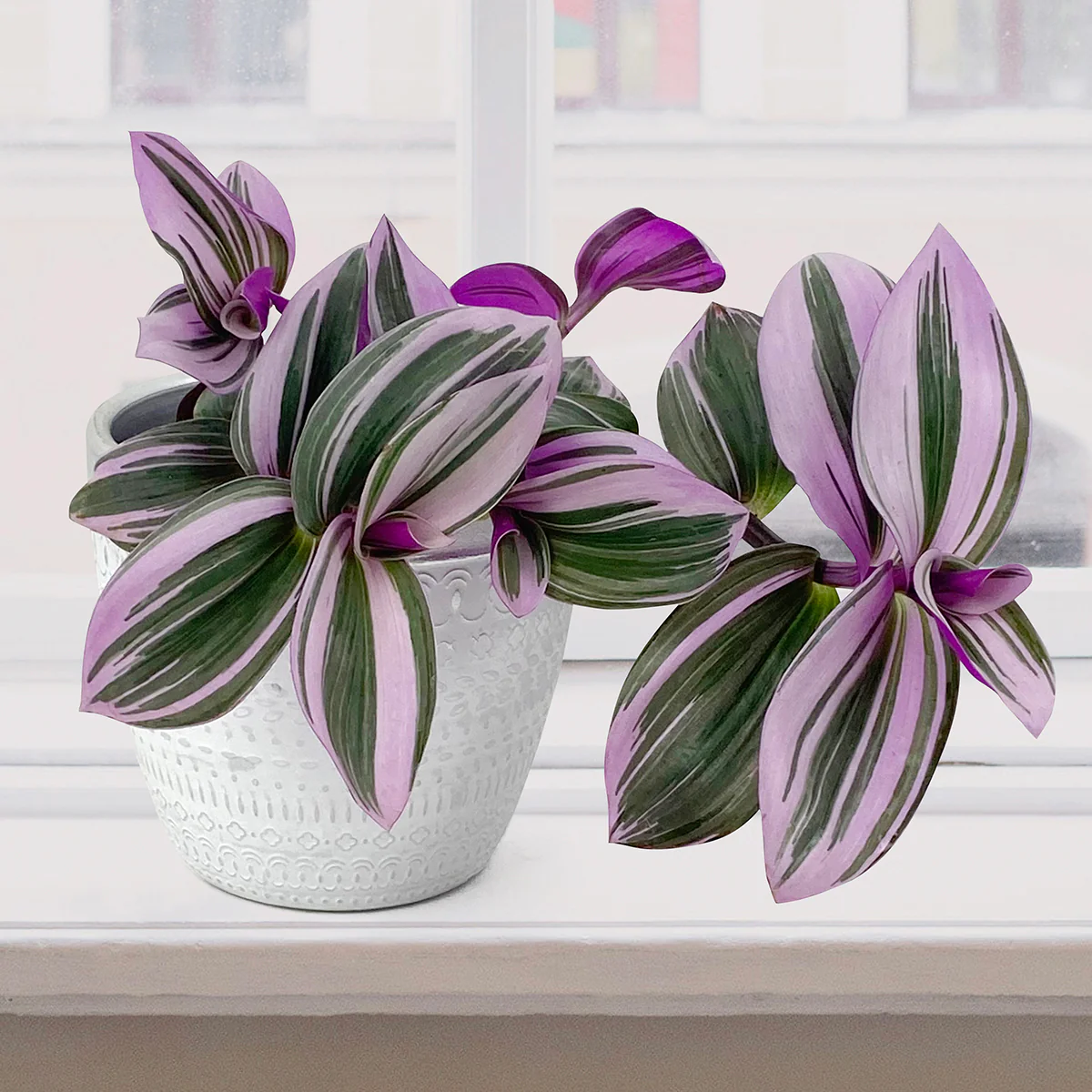 Tradescantia ‘Nanouk’ (Tradescantia albiflora ‘Nanouk’)