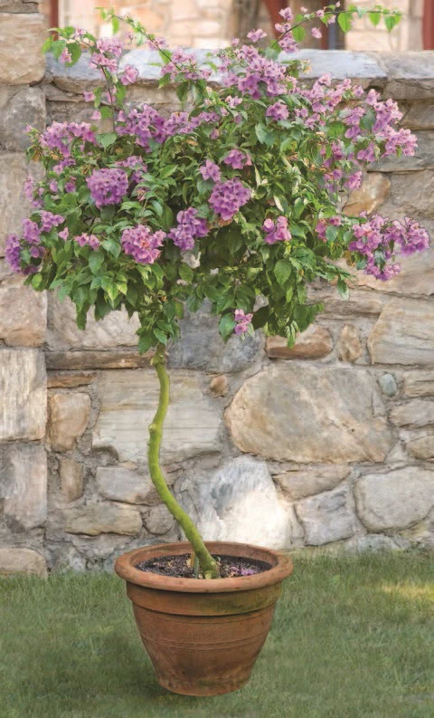 Tree Bougainvillea (Bougainvillea arborea) - Image 2