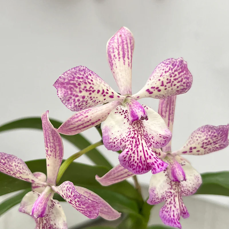 Tuckerara Orchid Hilo Adventure ‘Pinkie’ (Cattleya x Epidendrum x Caularthron)