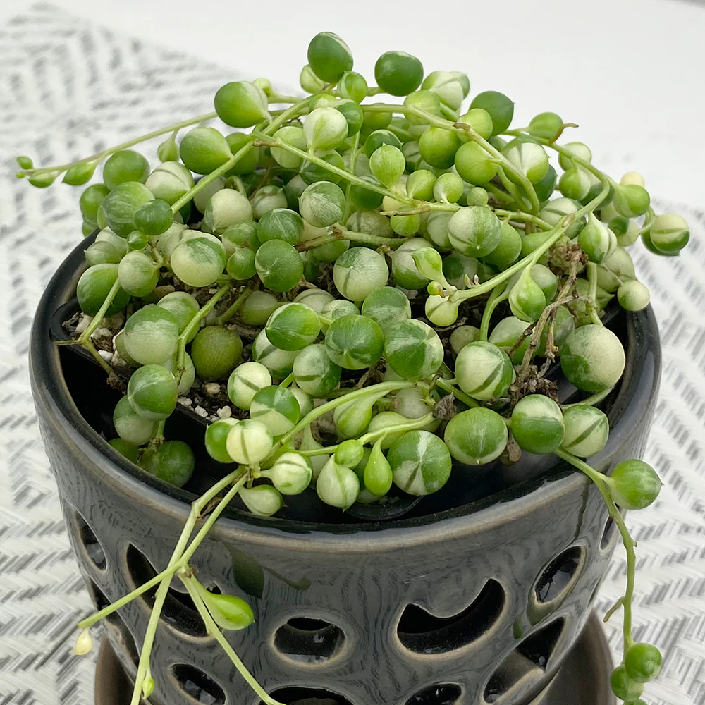Variegated Bead Plant (Senecio rowleyanus variegata)
