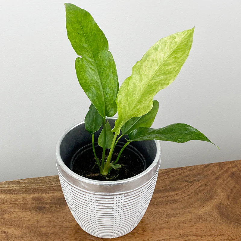 Variegated Birdsnest Anthurium (Anthurium Hookeri Variegata)