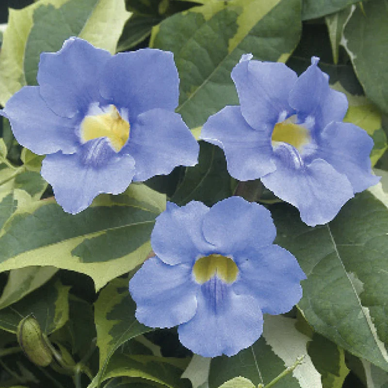 Variegated Blue Skyflower (Thunbergia grandiflora variegata)