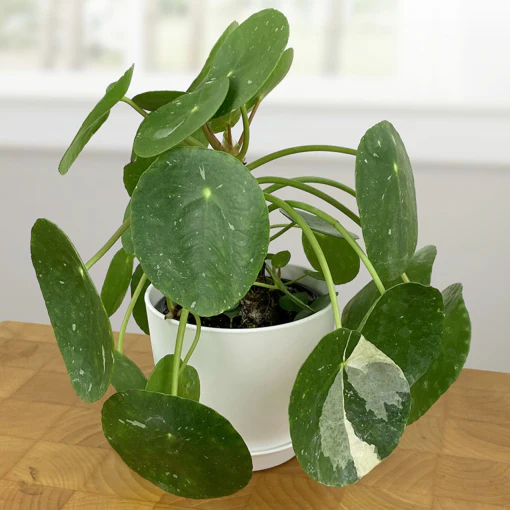 Variegated Chinese Money Plant ‘White Splash’ (Pilea peperomioides hybrid)