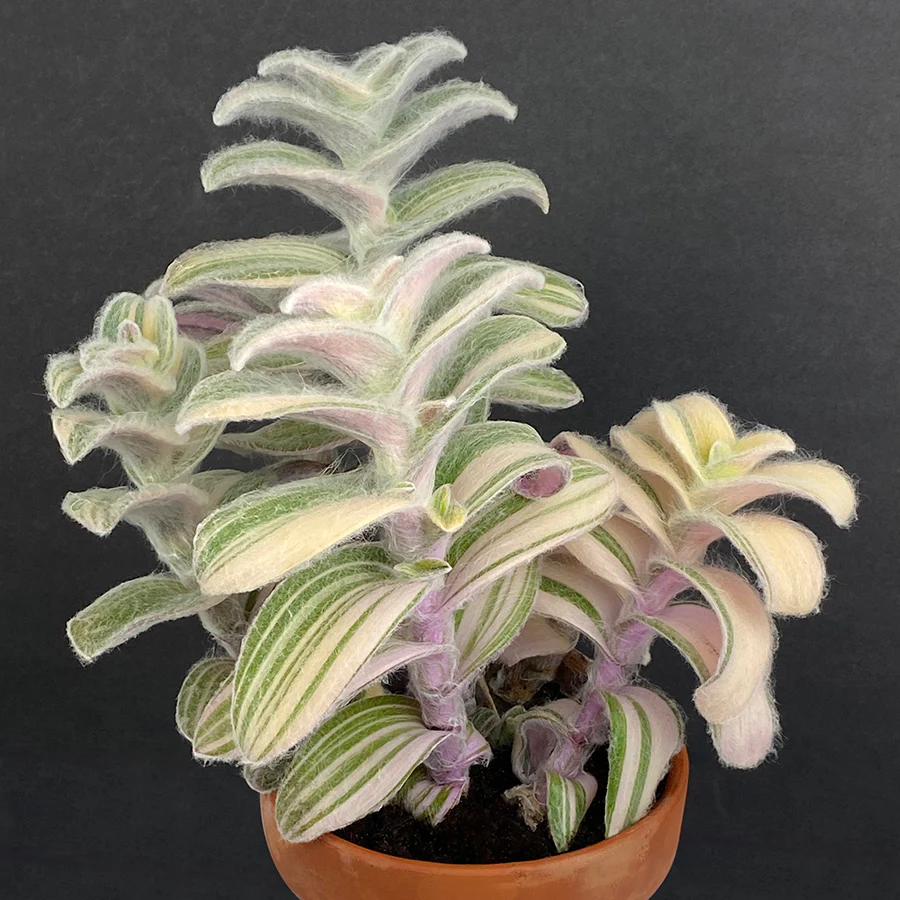 Variegated Cobweb Spiderwort (Tradescantia sillamontana variegata)