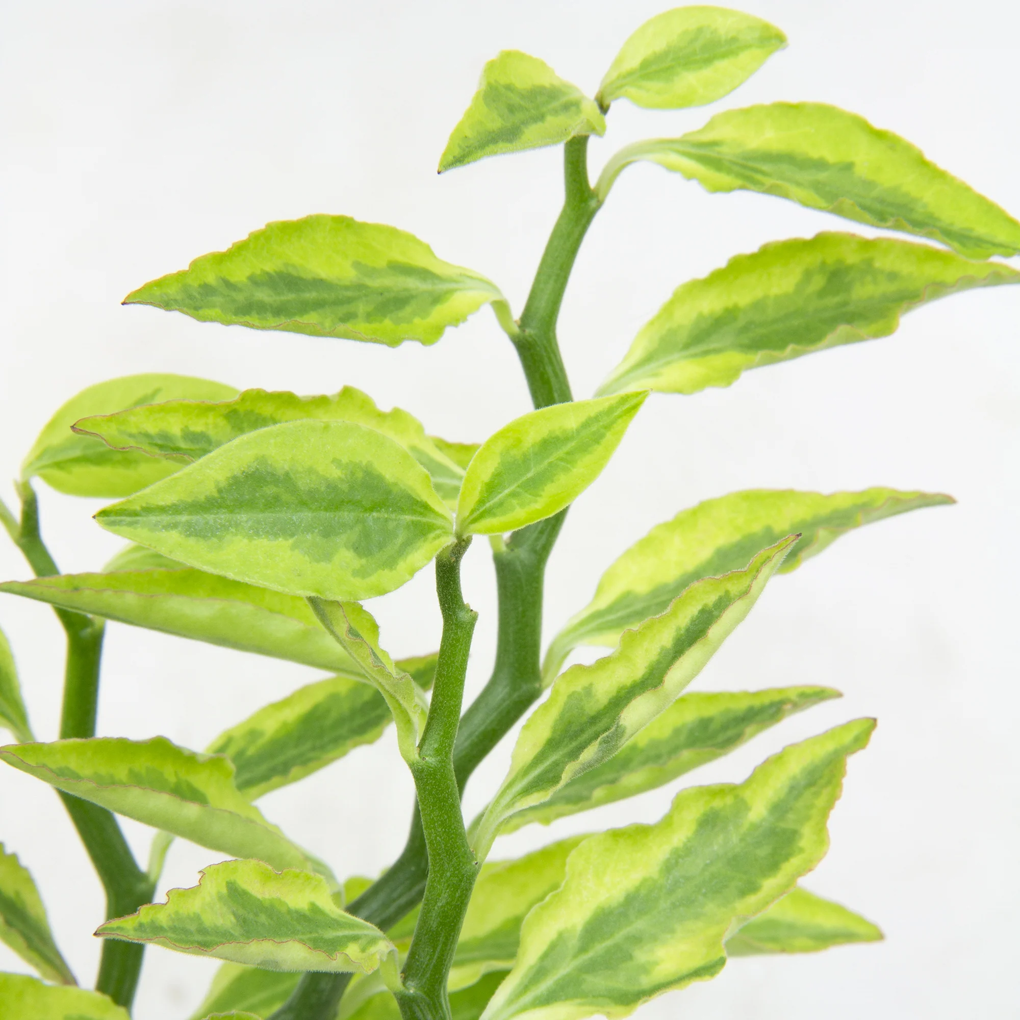 Variegated Devil’s Backbone (Pedilanthus tithymaloides) - Image 2