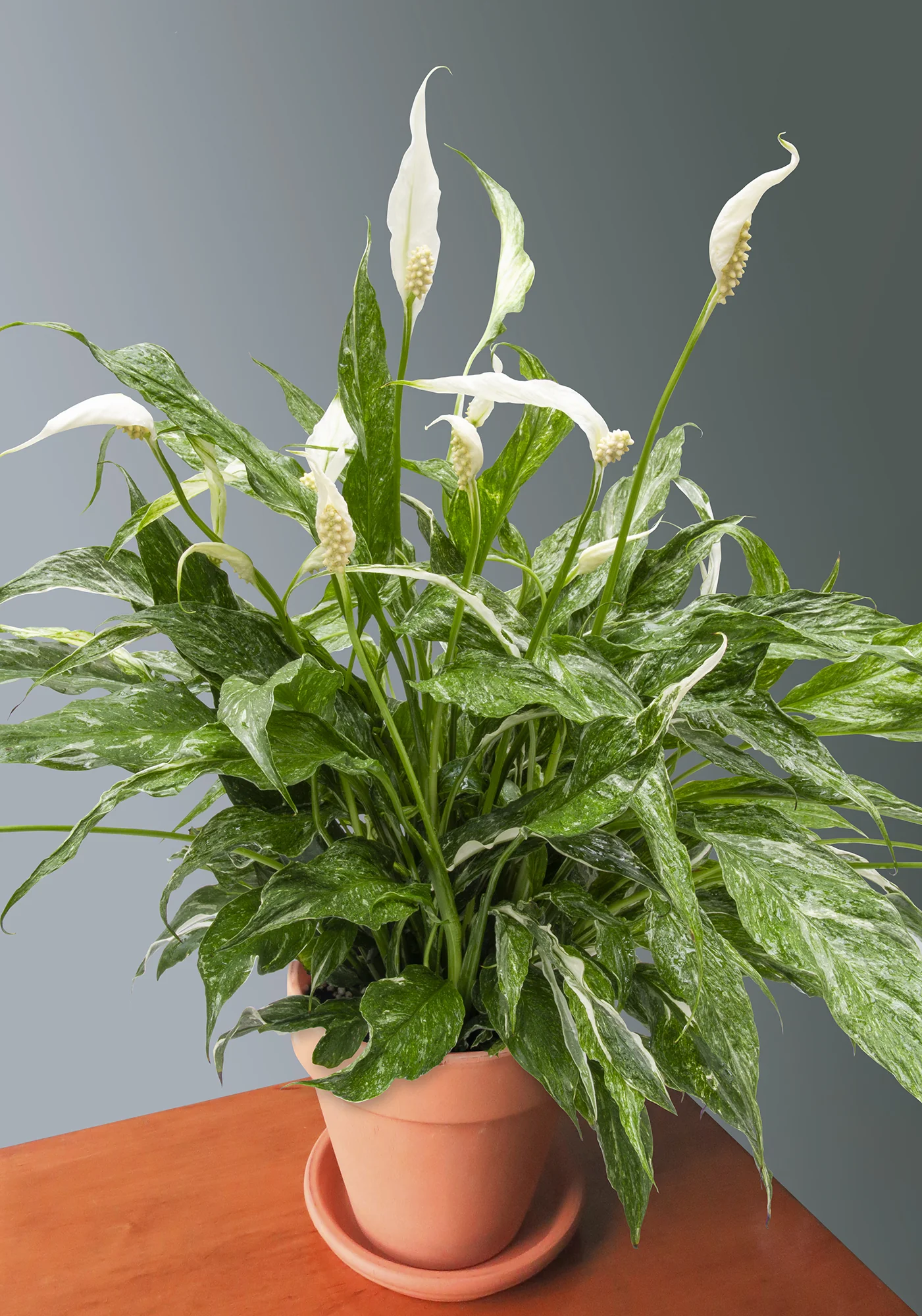 Variegated Peace Lily ‘Domino’ (Spathiphyllum hybrid)
