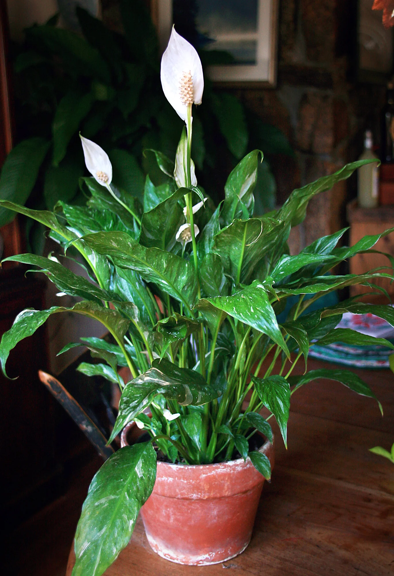 Variegated Peace Lily ‘Domino’ (Spathiphyllum hybrid) - Image 2