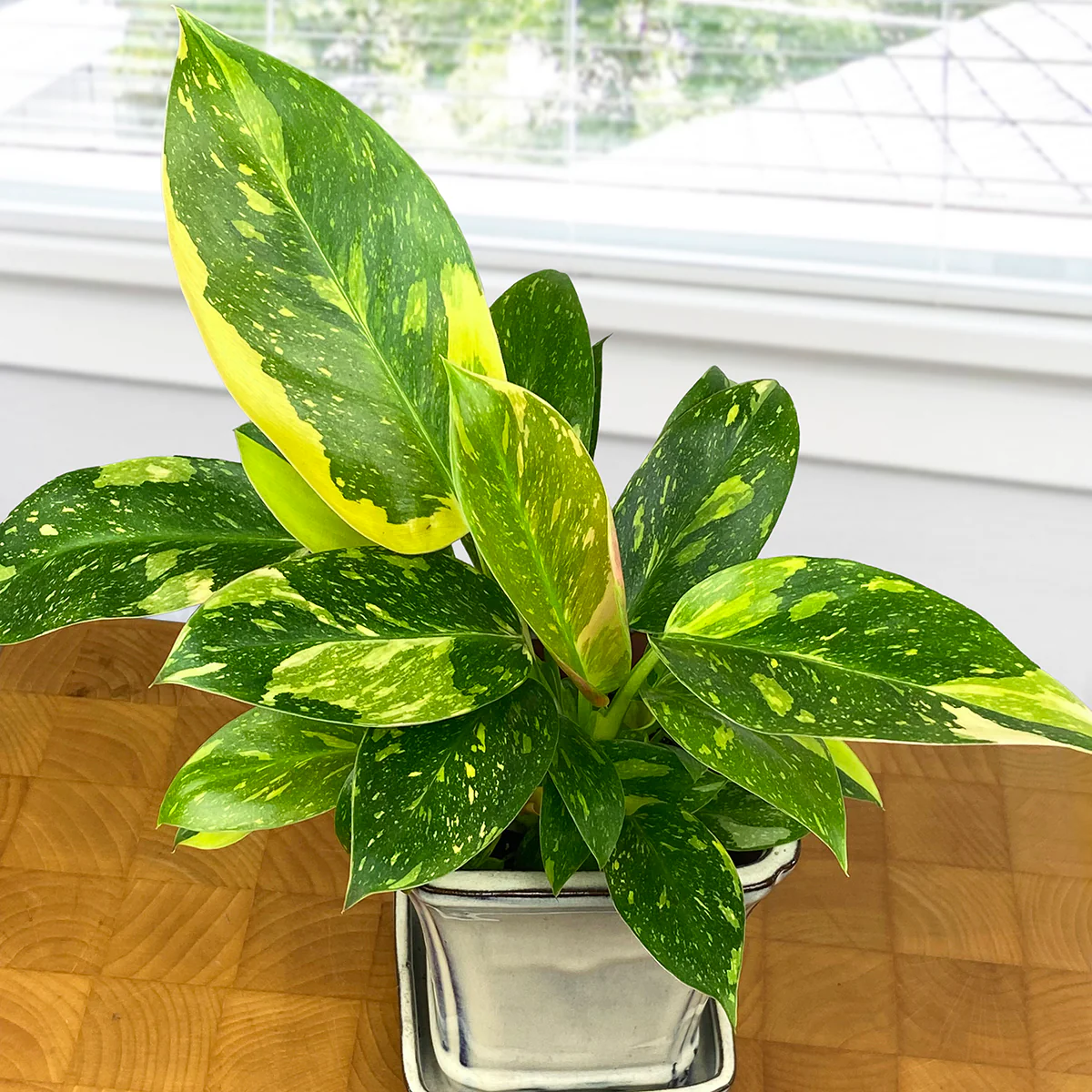 Variegated Philodendron ‘Green Congo Nuclear’ (Philodendron tatei Krause spp.)