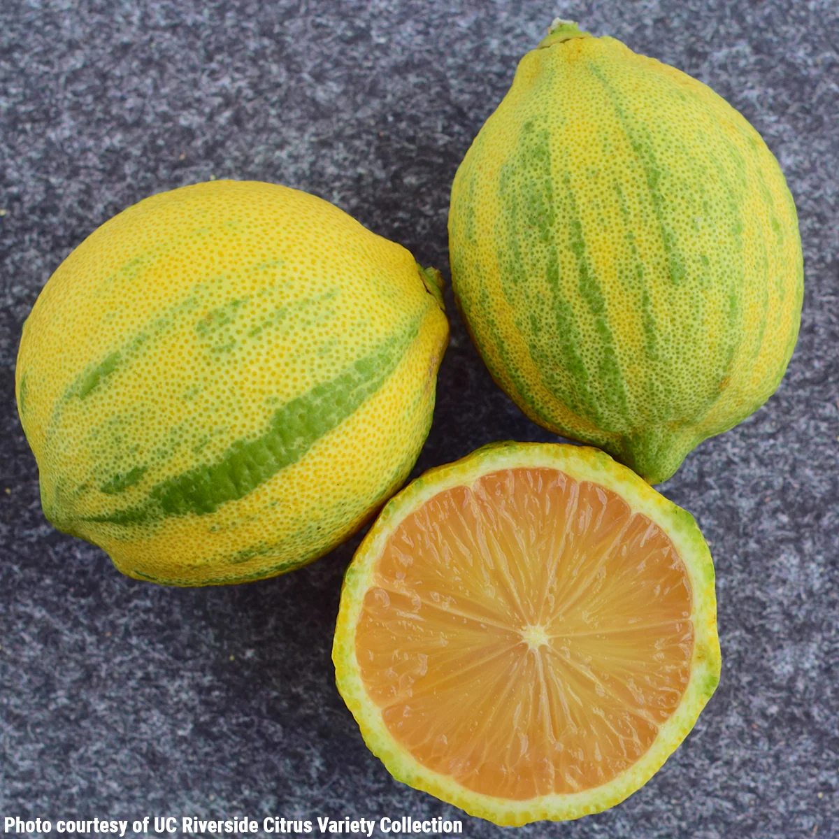 Variegated Pink Eureka Lemon Tree (Citrus x limon) - Image 2