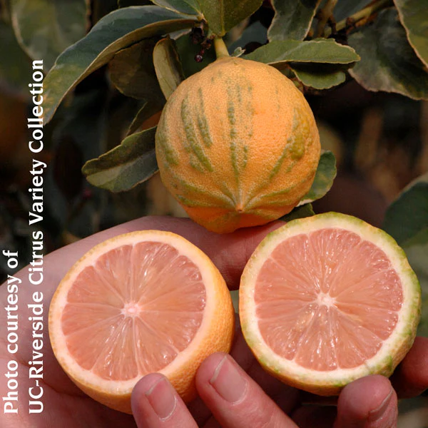 Variegated Pink Eureka Lemon Tree (Citrus x limon) - Image 3