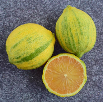 Variegated Pink Eureka Lemon Tree (Citrus x limon) - Image 2