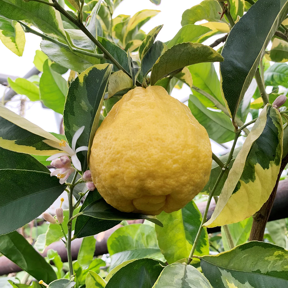 Variegated Rough Lemon Tree (Citrus jambhiri) - Image 2