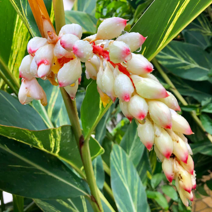 Variegated Shell Ginger (Alpinia zerumbet ‘Variegata’) - Image 2