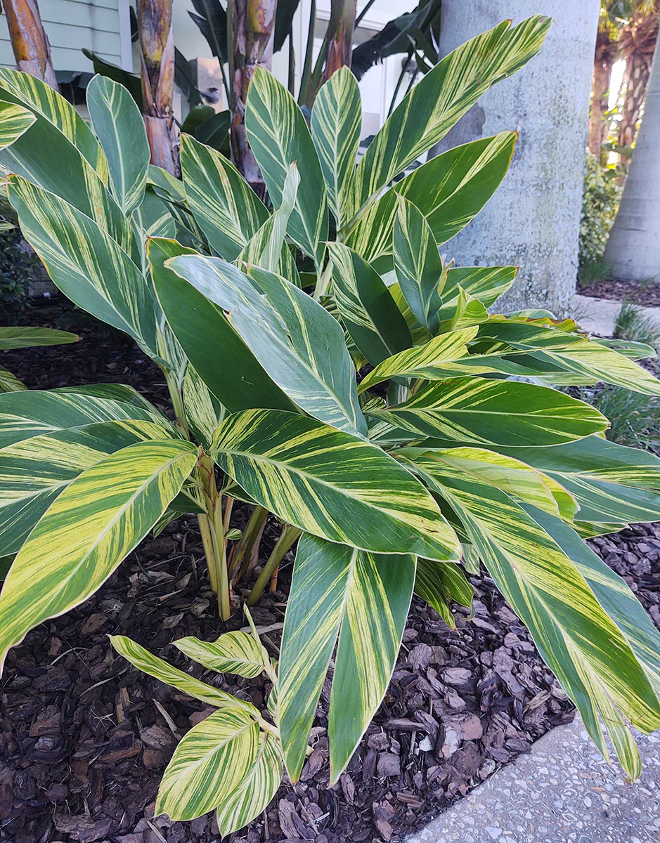 Variegated Shell Ginger (Alpinia zerumbet ‘Variegata’) - Image 3
