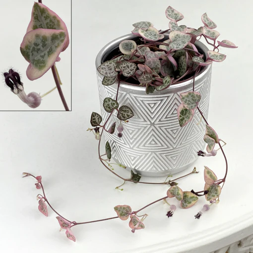 Variegated String of Hearts (Ceropegia woodii ‘Variegata’)