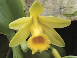 Variegated Vanilla ‘Super White’ (Vanilla planifolia hybrid) - Image 3