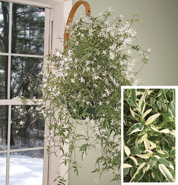 Variegated Winter Jasmine (Jasminum polyanthum variegata) - Image 2