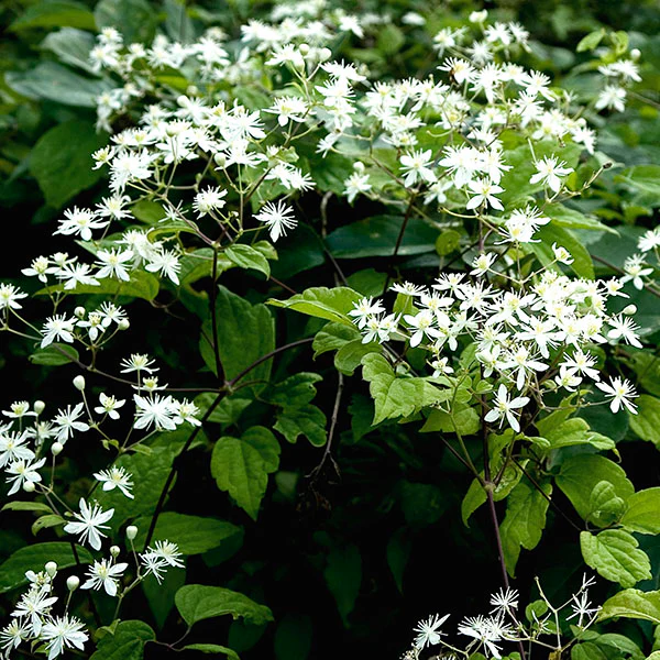 Virgin’s Bower (Clematis virginiana)