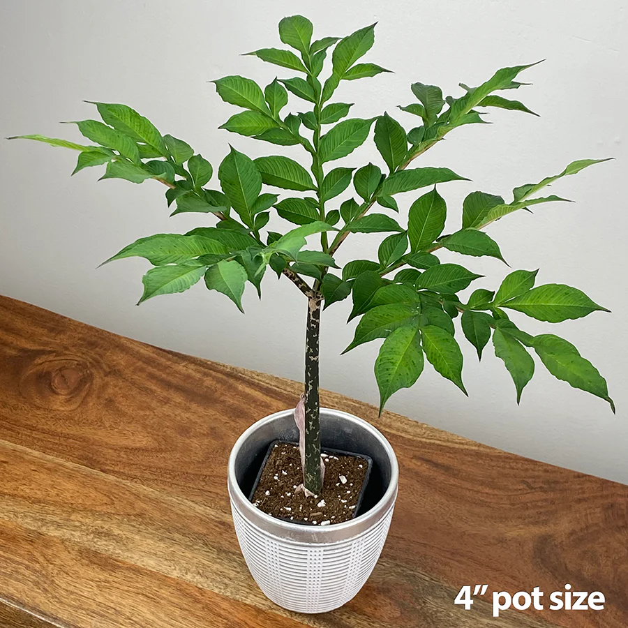 Voodoo Lily (Amorphophallus konjac) - Image 2