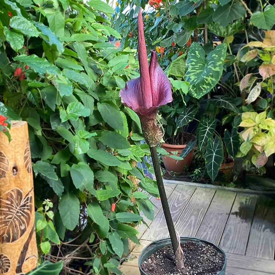 Voodoo Lily (Amorphophallus konjac) - Image 3