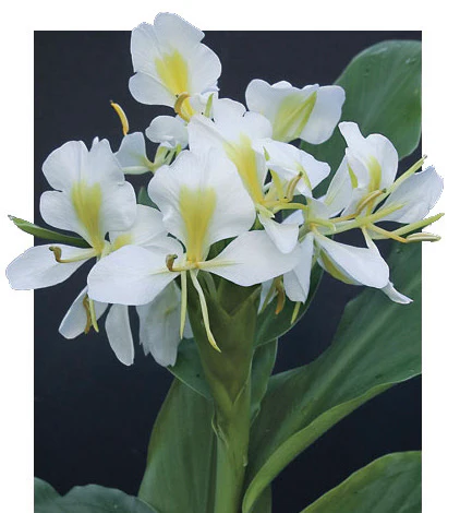 White Ginger Lily (Hedychium coronarium) - Image 2