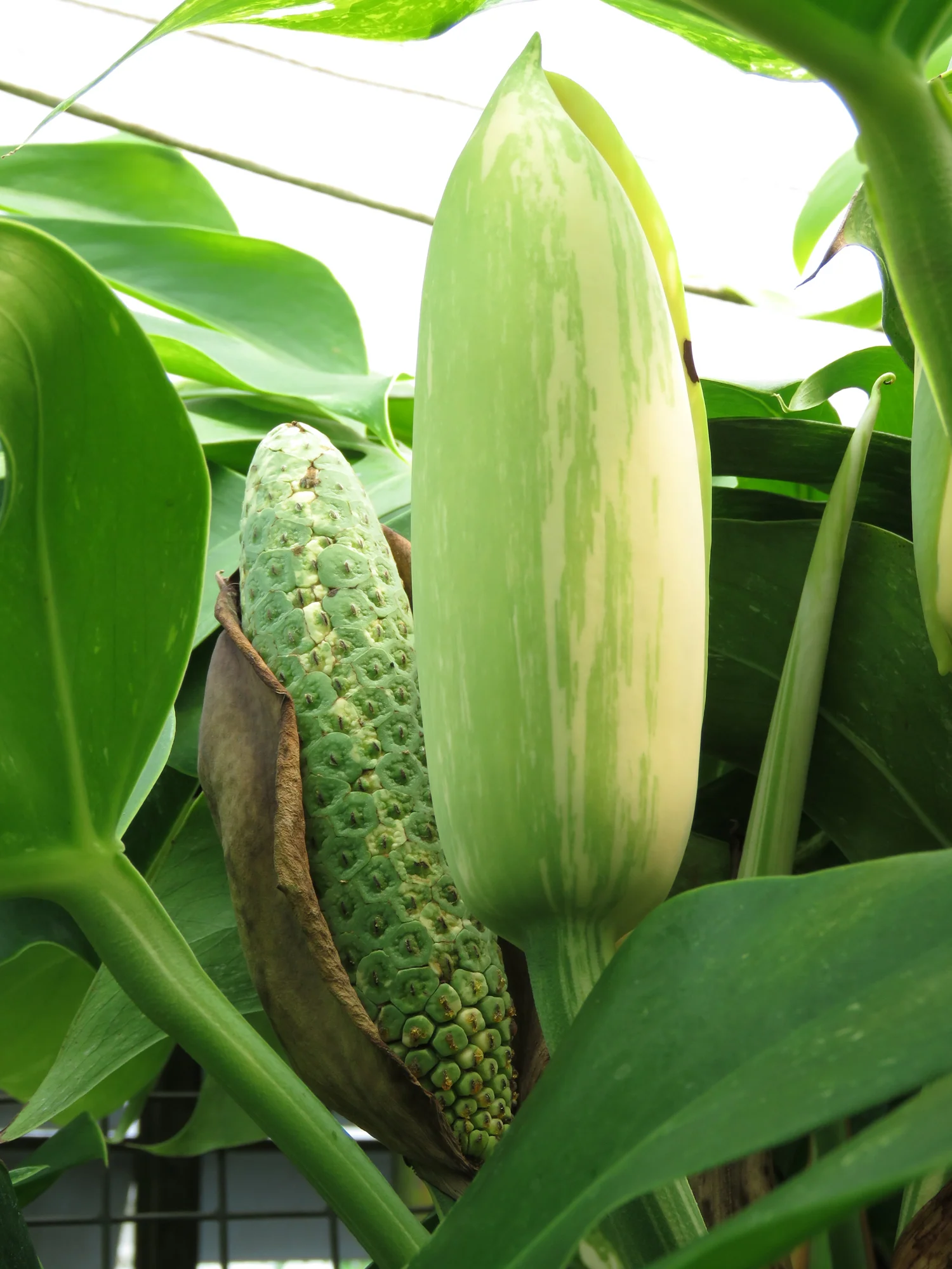White Variegated Monstera (Monstera ‘Borsigiana albo variegata’) - Image 2