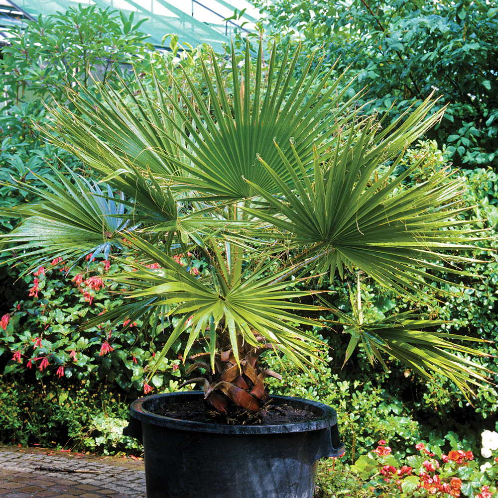 Windmill Palm (Trachycarpus fortunei)