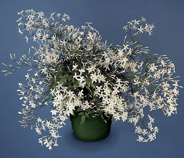 Winter Jasmine (Jasminum polyanthum) - Image 2