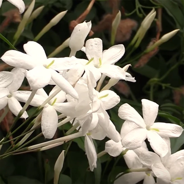 Winter Jasmine (Jasminum polyanthum) - Image 3