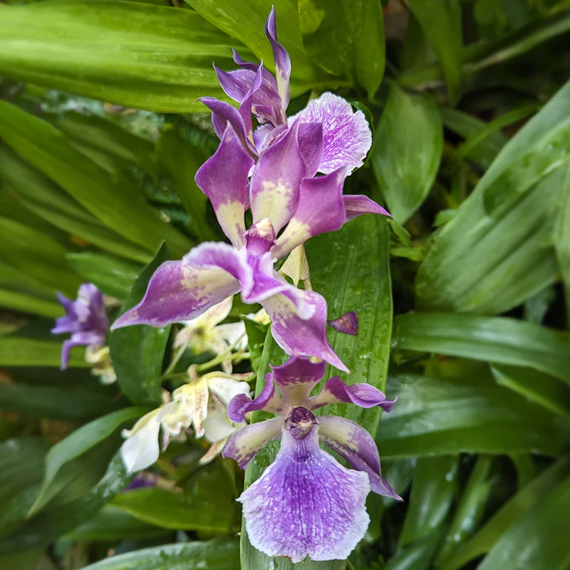 Zns. Orchid Murasakikomachi ‘Blue Hawaii’ (Zygonisia Murasakikomachi)