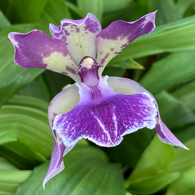 Zns. Orchid Murasakikomachi ‘Blue Hawaii’ (Zygonisia Murasakikomachi) - Image 2
