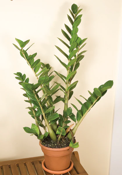 ZZ Plant (Zamioculcas zamiifolia)
